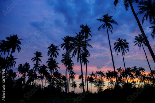 Palm tree with silhouette in summer. © RK1919