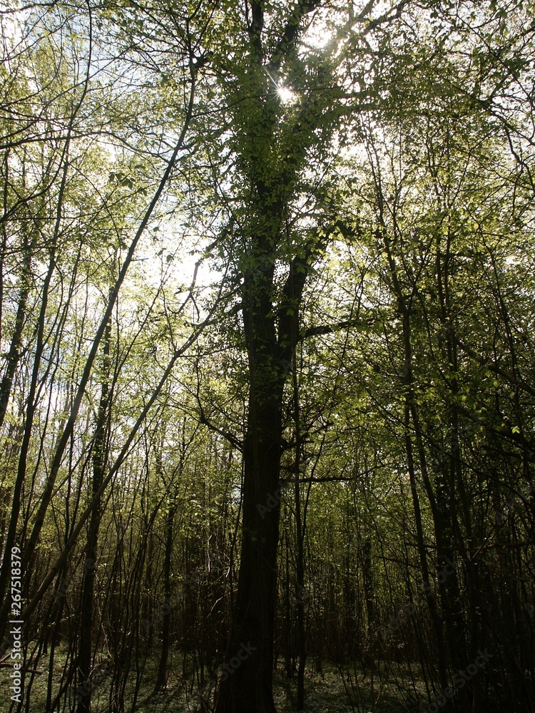 Fototapeta premium Forêt et sous bois