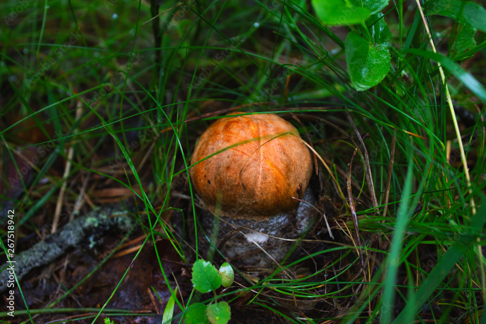 Cute penny bun mushroom is growing in the grass. Cute penny bun mushroom is growing in the grass.