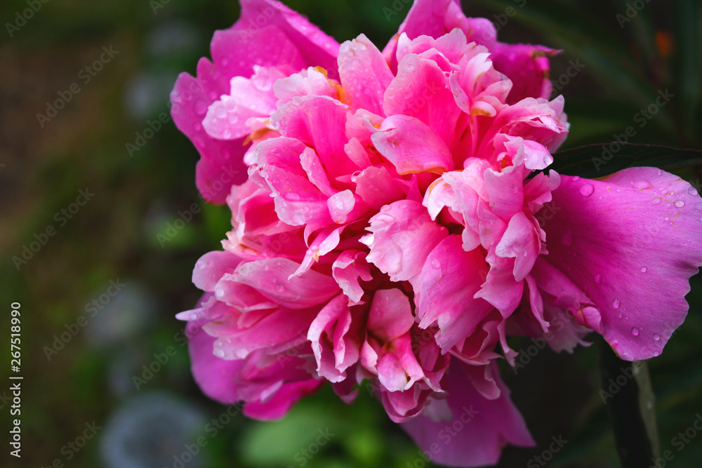 Beautiful close up photo of pink tulip Beautiful close up photo of pink tulip