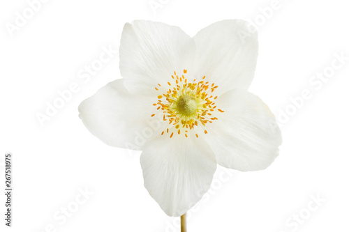 Fényképezés white anemone flower