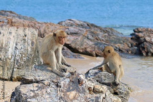 Macaca fascicularis. Macaque sitting on rocks on the Isle of monkeys in Thailand © pisotckii