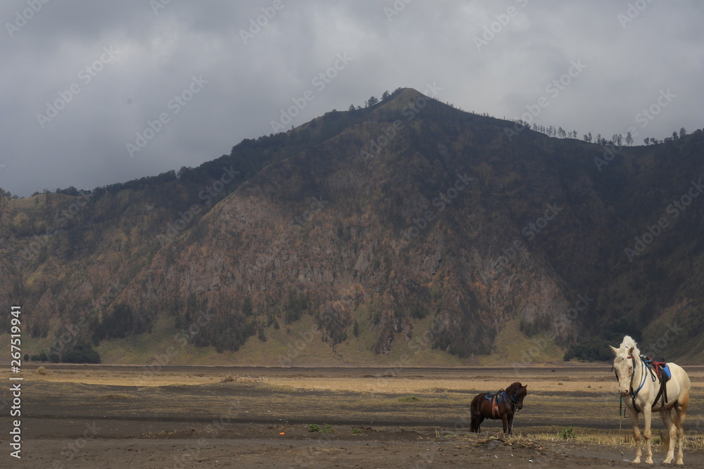 the atmosphere of Bromo Tengger Semeru mountains in the morning, which is a favorite time for tourists to visit nature the atmosphere of Bromo Tengger Semeru mountains in the morning, which is a favorite time for tourists to visit nature