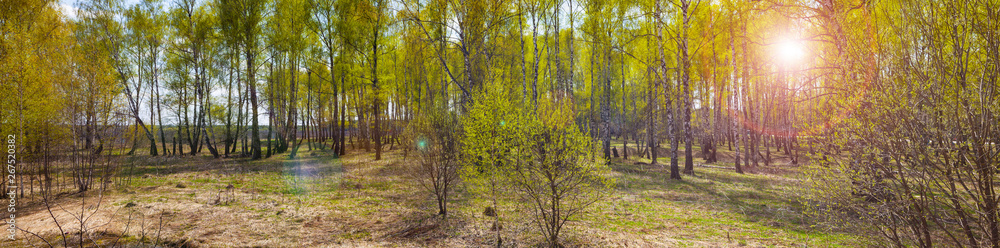 Fototapeta premium Birch grove on a sunny day.