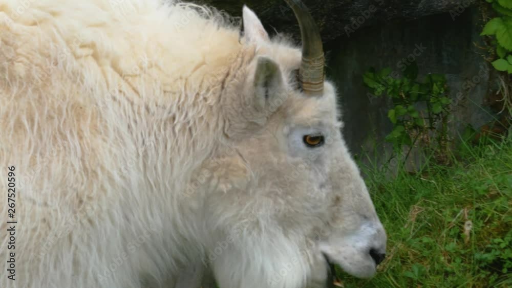 Close up of head of a Rocky Mountain goat grazing and chewing grass. Close up of head of a Rocky Mountain goat grazing and chewing grass.