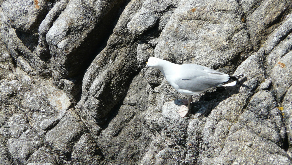 One gull perching scene - He is looking to bottom what is it looking - so scenic One gull perching scene - He is looking to bottom what is it looking - so scenic