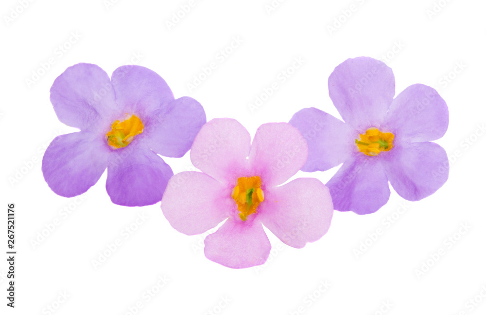 Obraz premium bacopa isolated