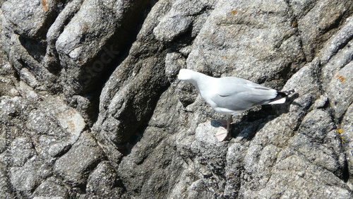 One gull perching scene - He is looking to bottom what is it looking - so scenic photo