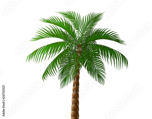 Tropical lush dark green palm tree. illustration