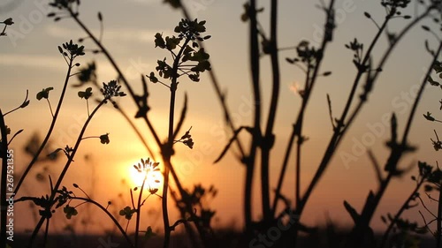 Dark colza's flowers on background of sunset. Sun Shining At Sunset Horizon Of Spring Flowering Canola, Rapeseed, Oilseed Field Meadow Grass. Blossom Yellow Flowers under Sunset Sky In Rural Landscape