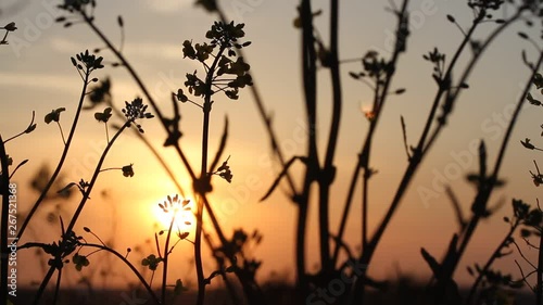 Dark colza's flowers on background of sunset. Sun Shining At Sunset Horizon Of Spring Flowering Canola, Rapeseed, Oilseed Field Meadow Grass. Blossom Yellow Flowers under Sunset Sky In Rural Landscape