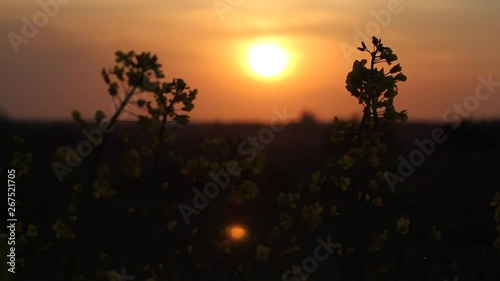 Dark colza's flowers on background of sunset. Sun Shining At Sunset Horizon Of Spring Flowering Canola, Rapeseed, Oilseed Field Meadow Grass. Blossom Yellow Flowers under Sunset Sky In Rural Landscape