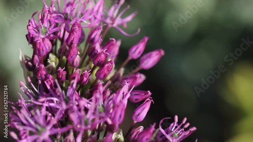 An onion flowers macro. Allium giganteum . Close up.  Called as Ornamental Onion. Allium purple flowers close up in the garden shooting of static camera.