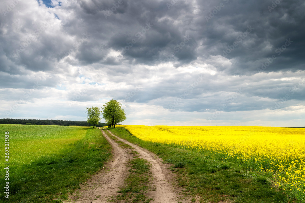 Country road, meadows and rape. Rural landscape. Country road, meadows and rape. Rural landscape.