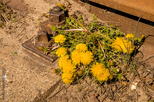 dandelion with flower on old railway photo