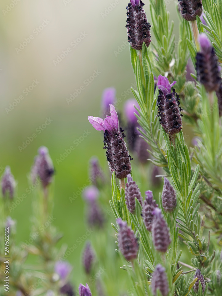 Lavandula stoechas. Topped lavender or French lavender Lavandula stoechas. Topped lavender or French lavender