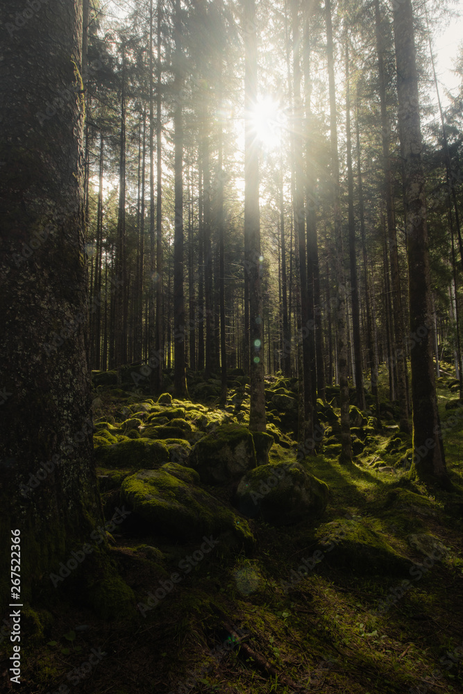Forest with sun light penetrating through the trees and rocks covered with moss on the ground 