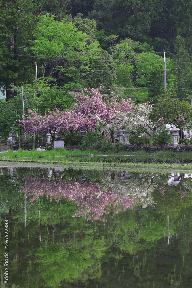 満開の桜と新緑が映り込む水田