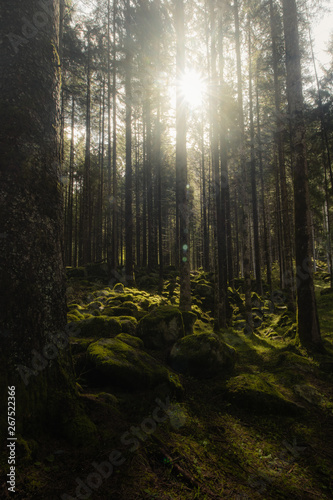 Forest with sun light penetrating through the trees and rocks covered with moss on the ground 