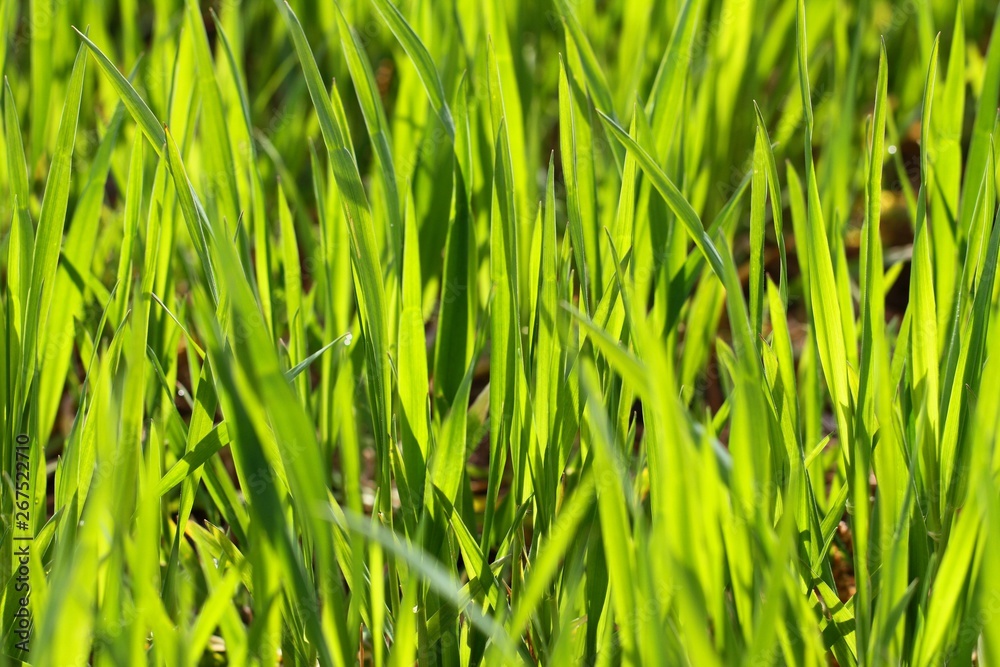 Obraz premium Green young wheat.