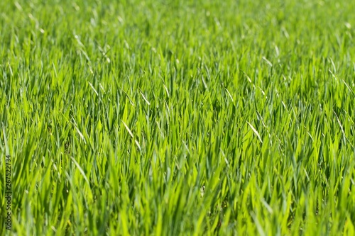 Green young wheat.