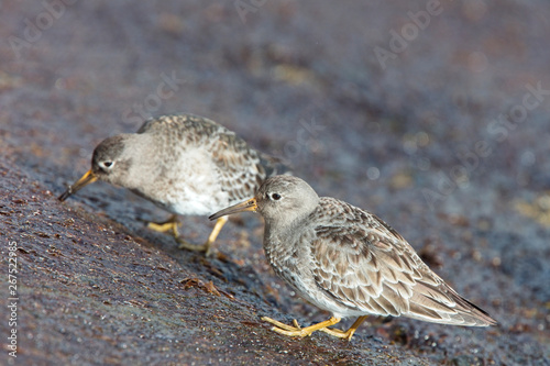 Purple Sandpiper (Calidris maritima), winter adult on rocks, Penzance, Cornwall, England, UK.