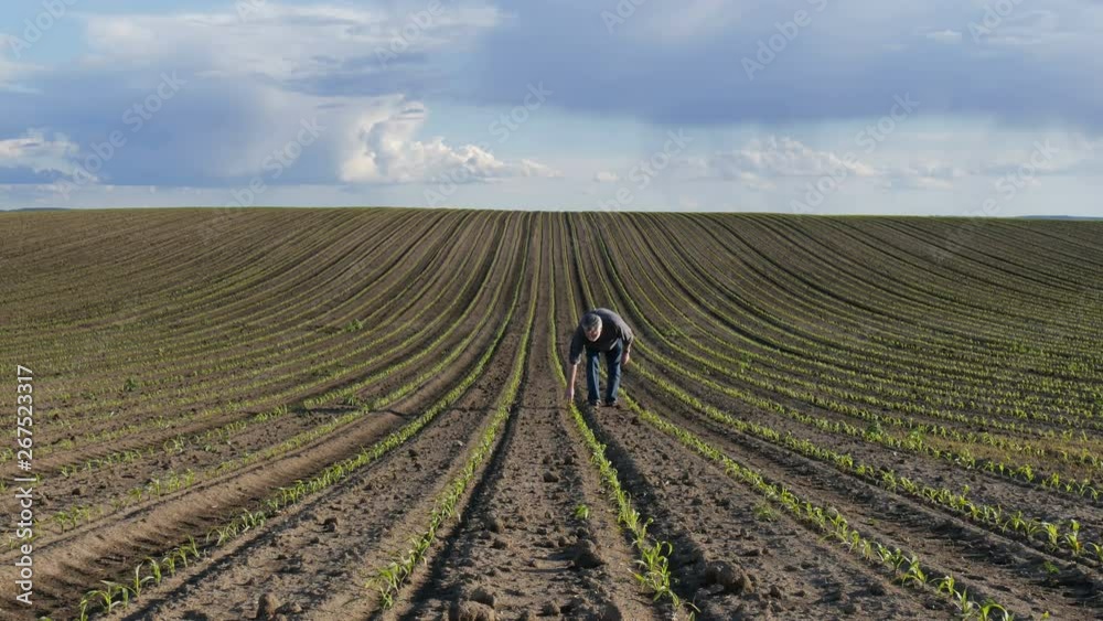 Farmer or agronomist walking and inspecting quality of corn plants in field Farmer or agronomist walking and inspecting quality of corn plants in field