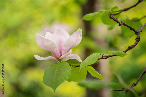 Magnolia spring flowers