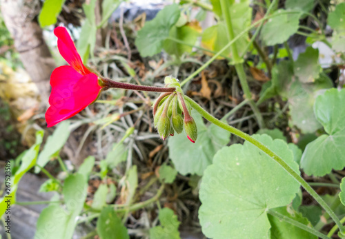 Red flower with stems