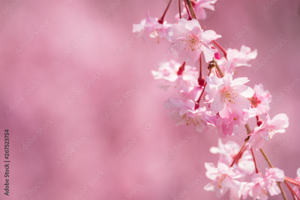 Obraz premium 写真素材:しだれ桜 さくら サクラ コピースペース 春 花 高見の郷 奈良県 2019年4月