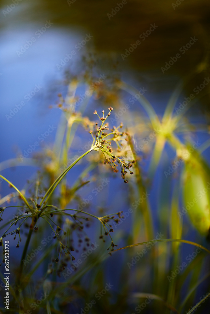 Wasserpflanze an einem See mit unscharfem Hintergrund