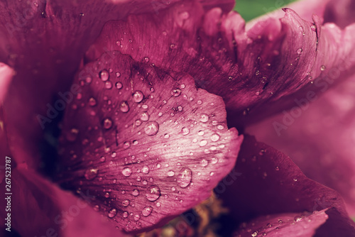 Fototapeta Naklejka Na Ścianę i Meble -  Peony flower background