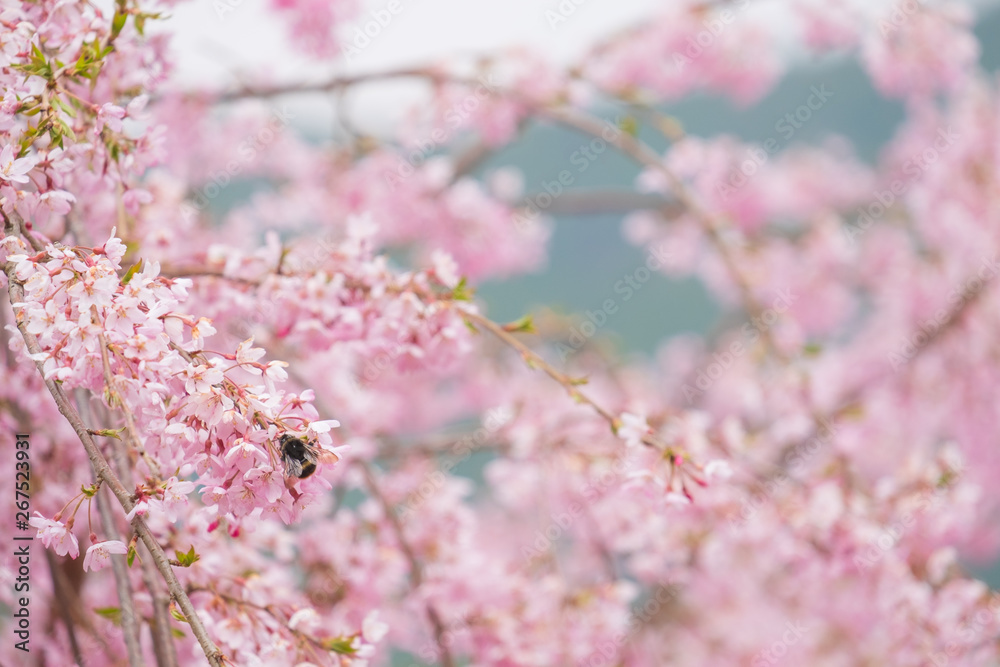 しだれ桜　春　花　高見の郷　奈良県　2019年4月