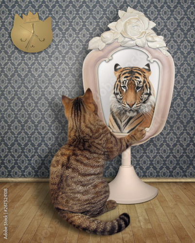 The cat stares his reflection in the mirror in the room. This is a tiger.