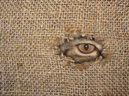 The cat's eye looks through a hole in the torn sack. Burlap background.