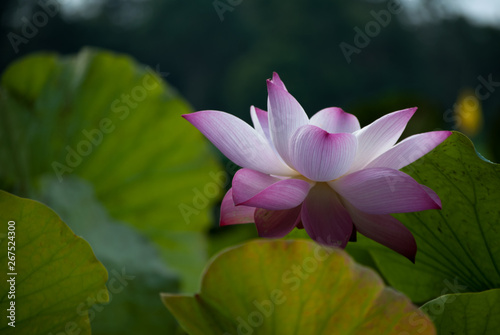 Close-up of lotus flower on the pond at sunny day.