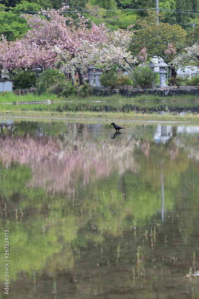 水田に立つカラスと桜と景色のリフレクション