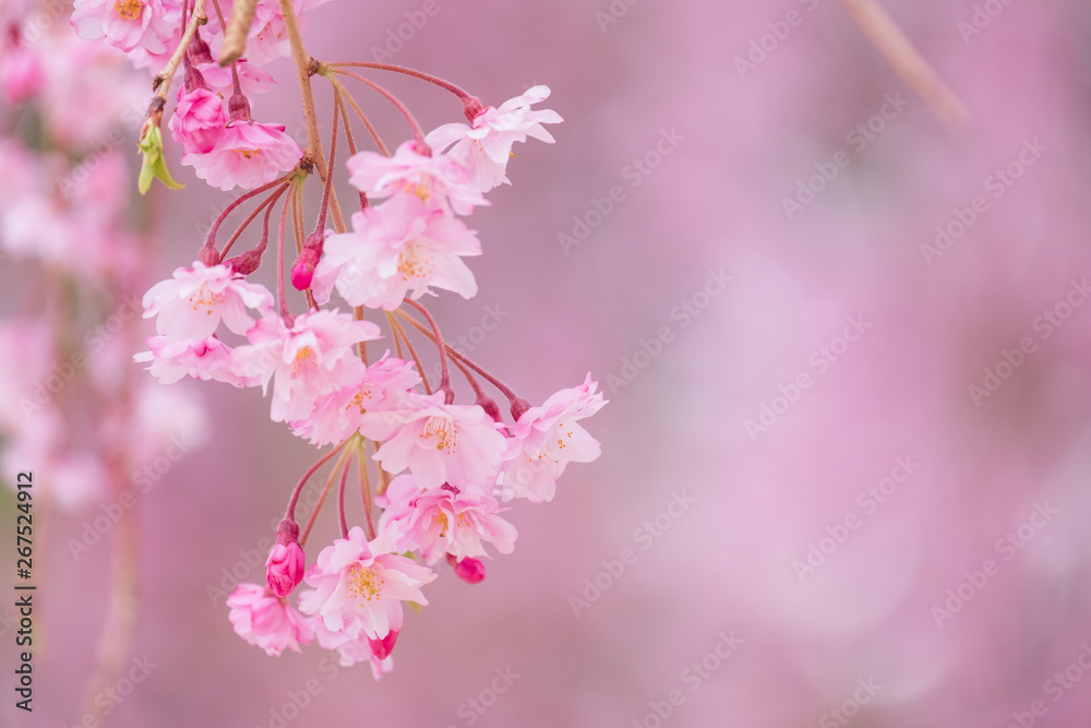 Obraz premium 写真素材：しだれ桜 さくら サクラ コピースペース 春 花 高見の郷 奈良県 2019年4月