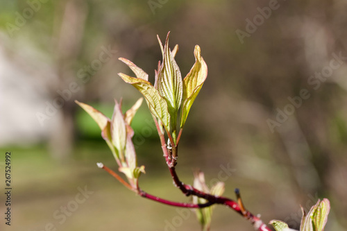 Macro view of emerging colorful leaves on a red twig dogwood tree in spring