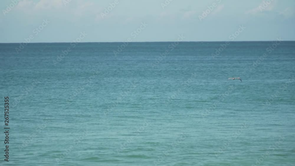 Pelican Flying Off Shore in Puerto Rico Pelican Flying Off Shore in Puerto Rico