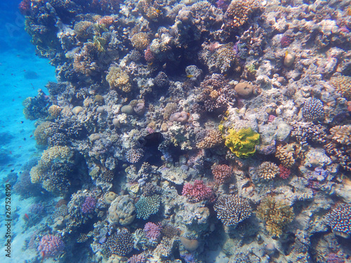 coral reef in egypt © jonnysek