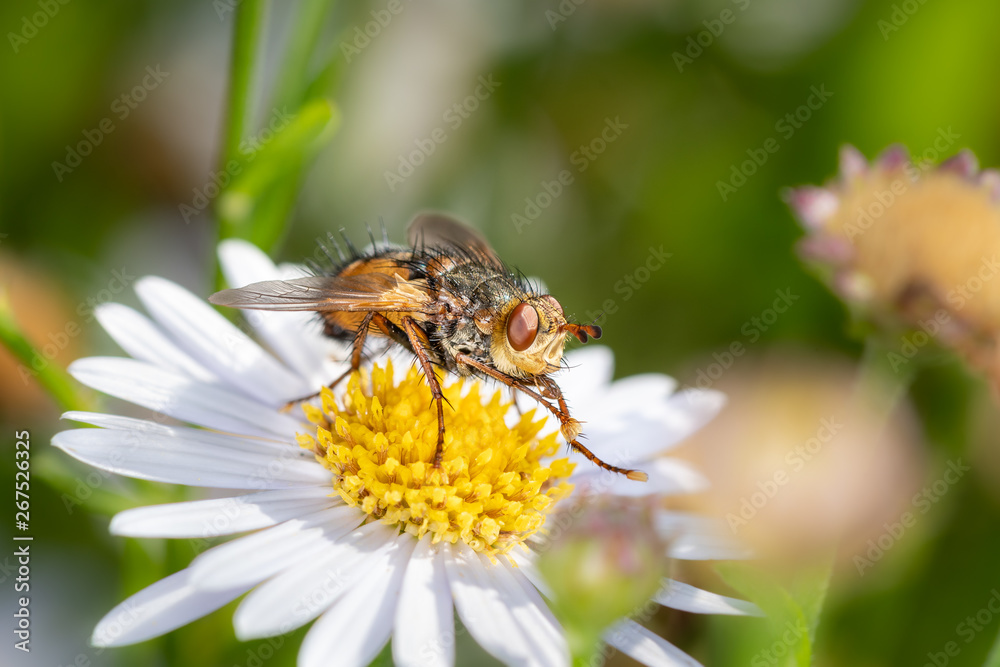 Marsh fly on a marguerite - daisy flower. Marsh fly on a marguerite - daisy flower.