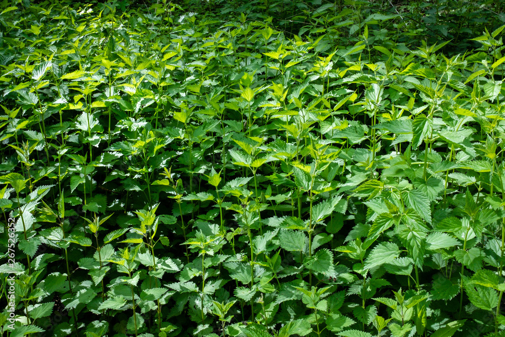 Obraz premium champ d'orties