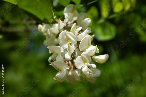 fleurs d'acacias photo