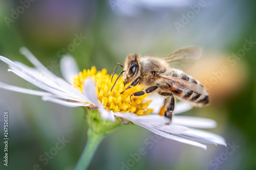 Bee on a marguerite - daisy flower