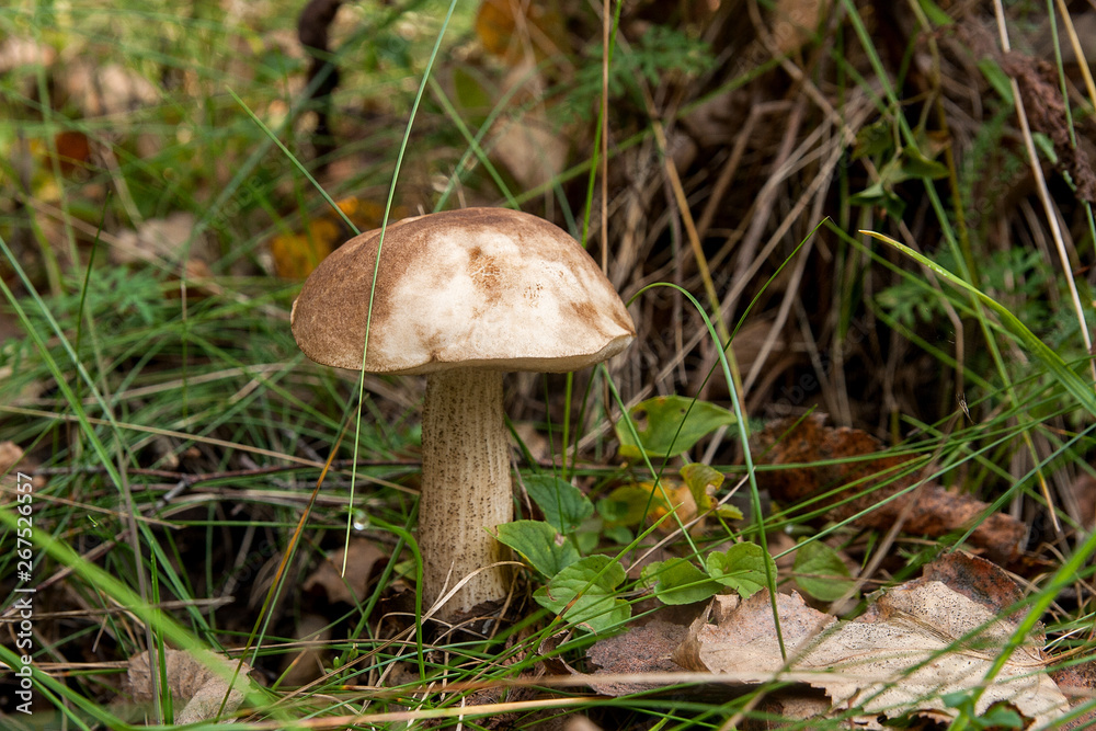 Close up view of brown cap boletus growing in forest. Close up view of brown cap boletus growing in forest.