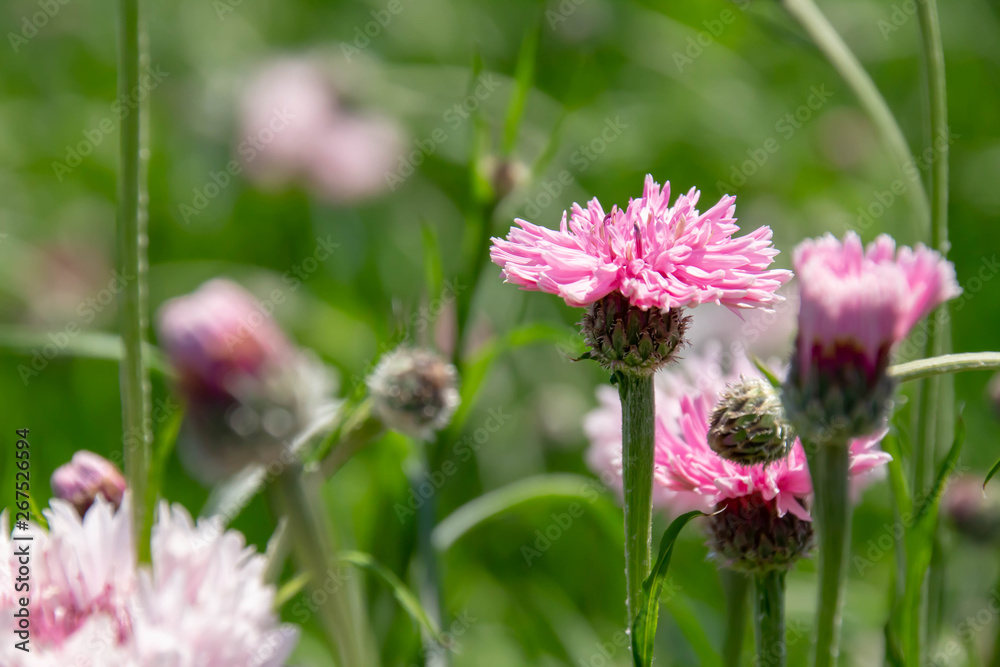 ピンクのヤグルマギク