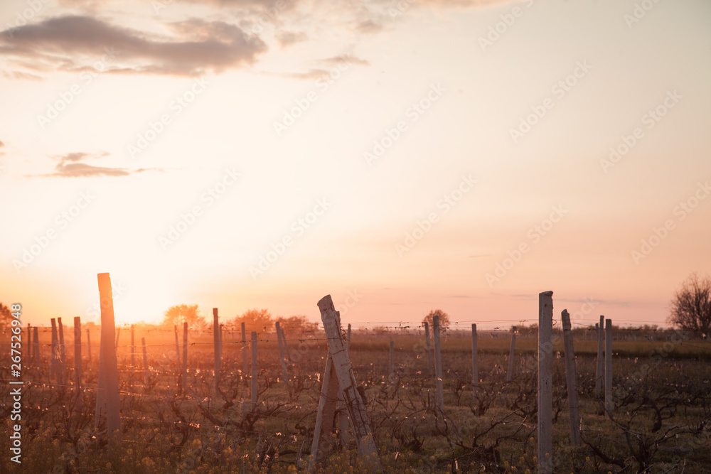 Obraz premium Beautiful view. Sunset at field. Armenia