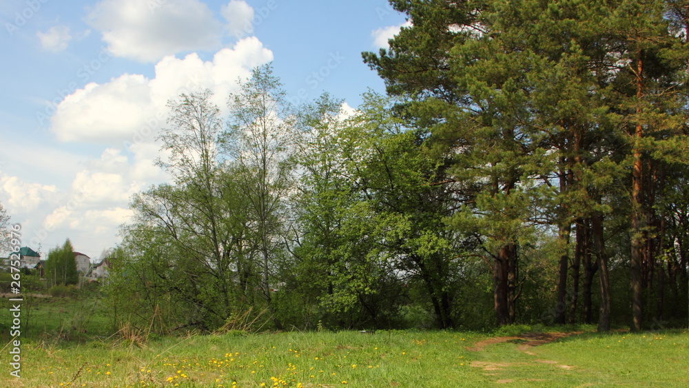 Trees on a green meadow on a summer day blue sky background - outdoor recreation, European natural landscape Trees on a green meadow on a summer day blue sky background - outdoor recreation, European natural landscape