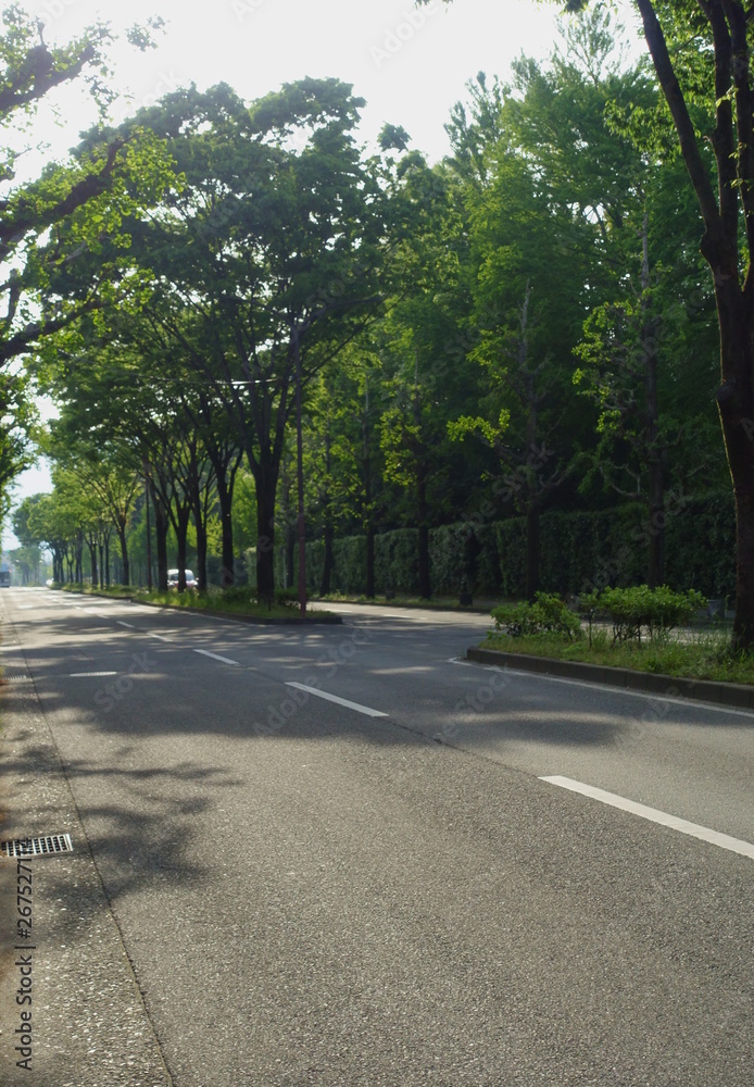 京都、北山通りの新緑美しい並木道
